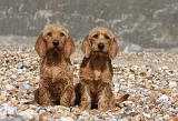 BASSET FAUVE DE BRETAGNE 026